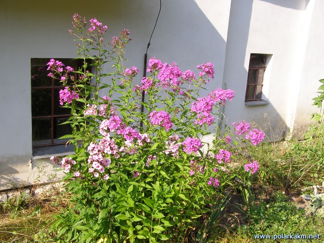vlcatycervenec 225