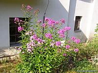 vlcatycervenec 225